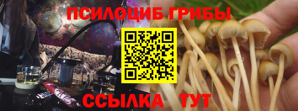 Георгиевск  Псилоцибиновые грибы прущие грибы  Галлюциногенные грибы Psilocybine cubensis  Вход с VPN 